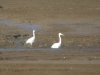 Little Egret at Wakering Stairs (Steve Arlow) (59170 bytes)